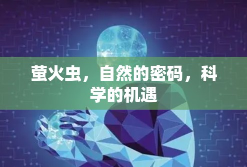 萤火虫,自然的密码,科学的机遇 萤火虫,自然的密码,科学的机遇